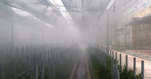 Bảng giá hệ thống tưới phun sương tại Vinh, Nghệ An hàng chính hãng 3