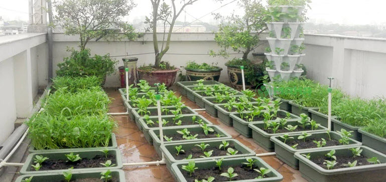 Báo giá hệ thống tưới cây vườn rau tự động trên sân thượng ở TP Vinh, Nghệ An 3