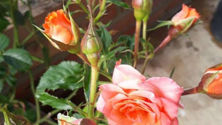 Hệ thống tưới cây tự động cho vườn hoa hồng ở Vinh, Nghệ An 1