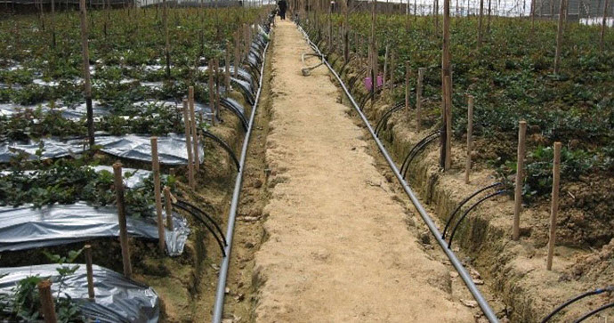 Hệ thống tưới cây tự động cho vườn hoa hồng ở Vinh, Nghệ An